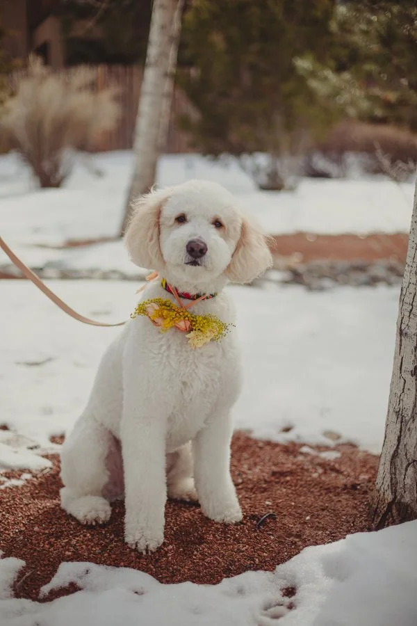 sneak peak lauren and dhaval-9.jpg
