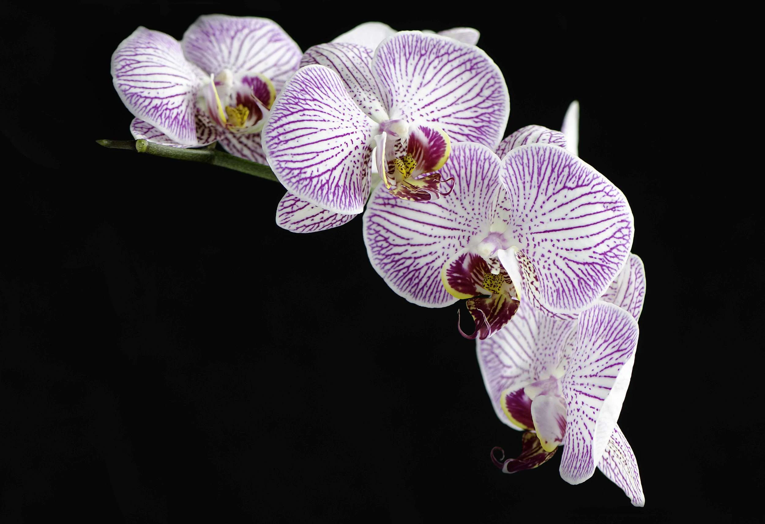 D7K_3444-Edit-2.jpg