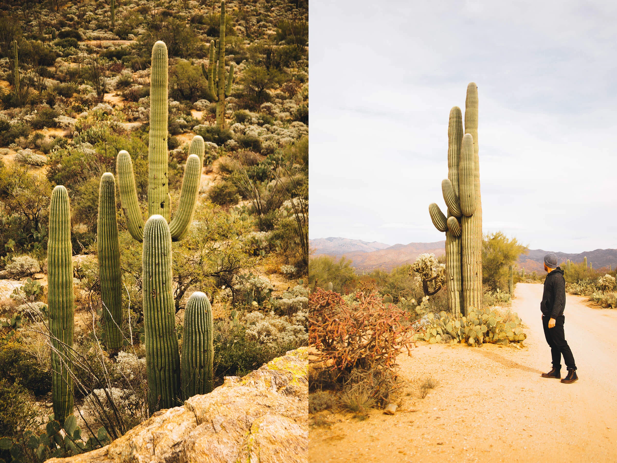 saguaro-1.jpg