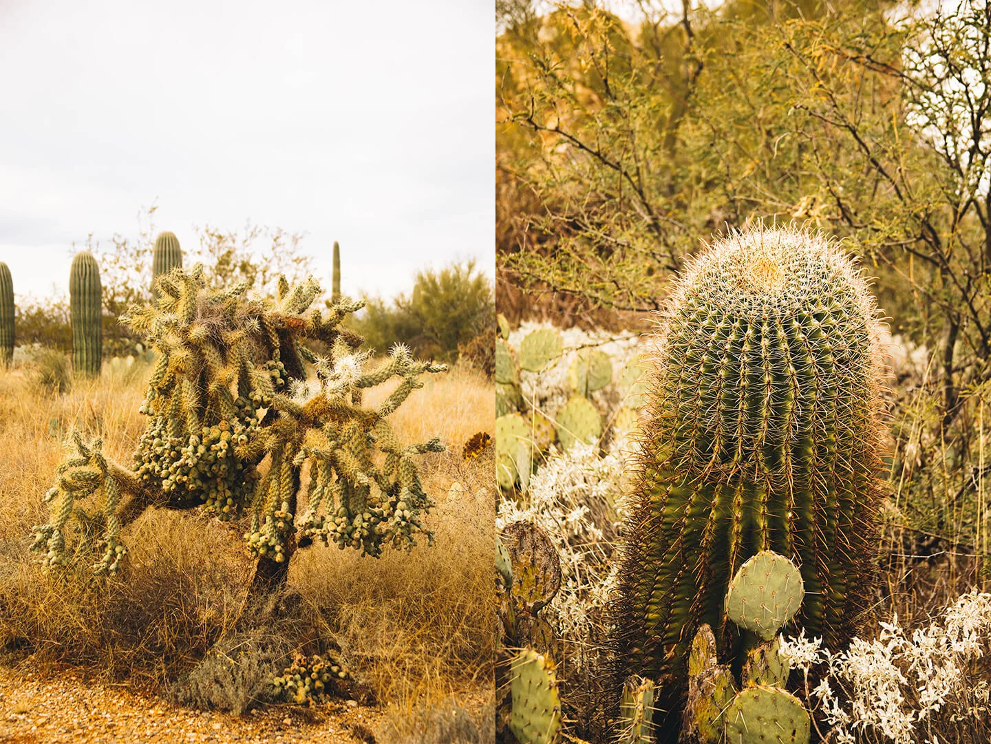 saguaro-2.jpg