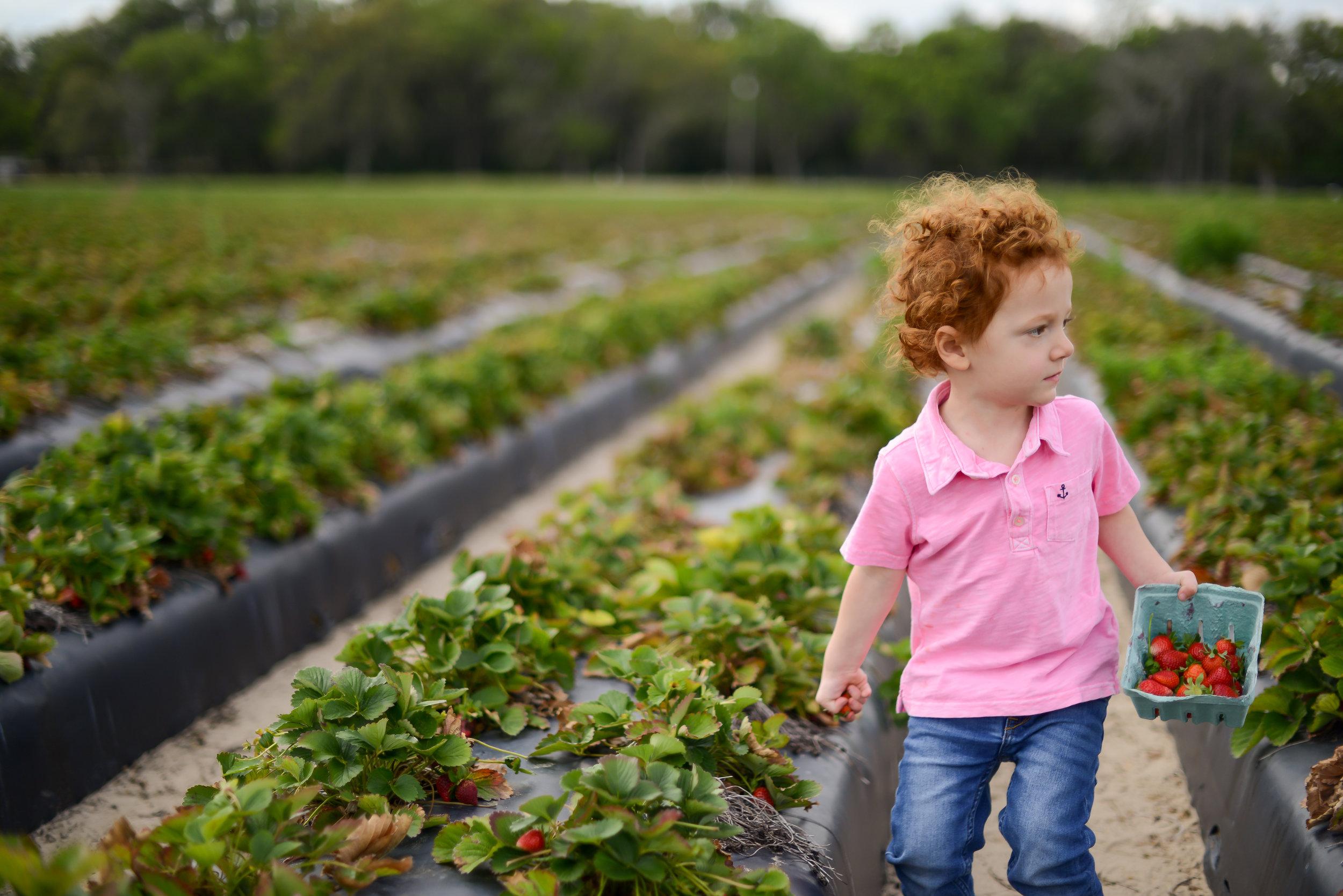 Strawberry Picking