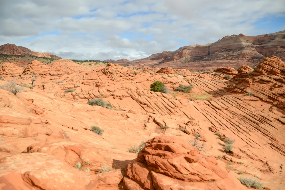 DSC_2313.jpg