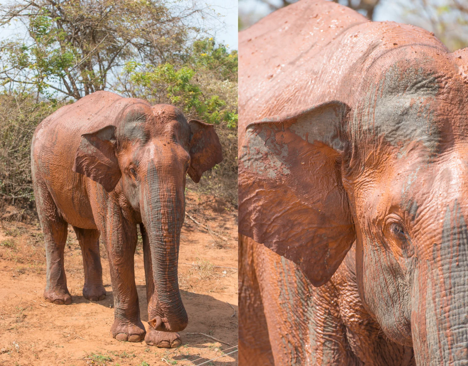 Sri Lanka_4.jpg
