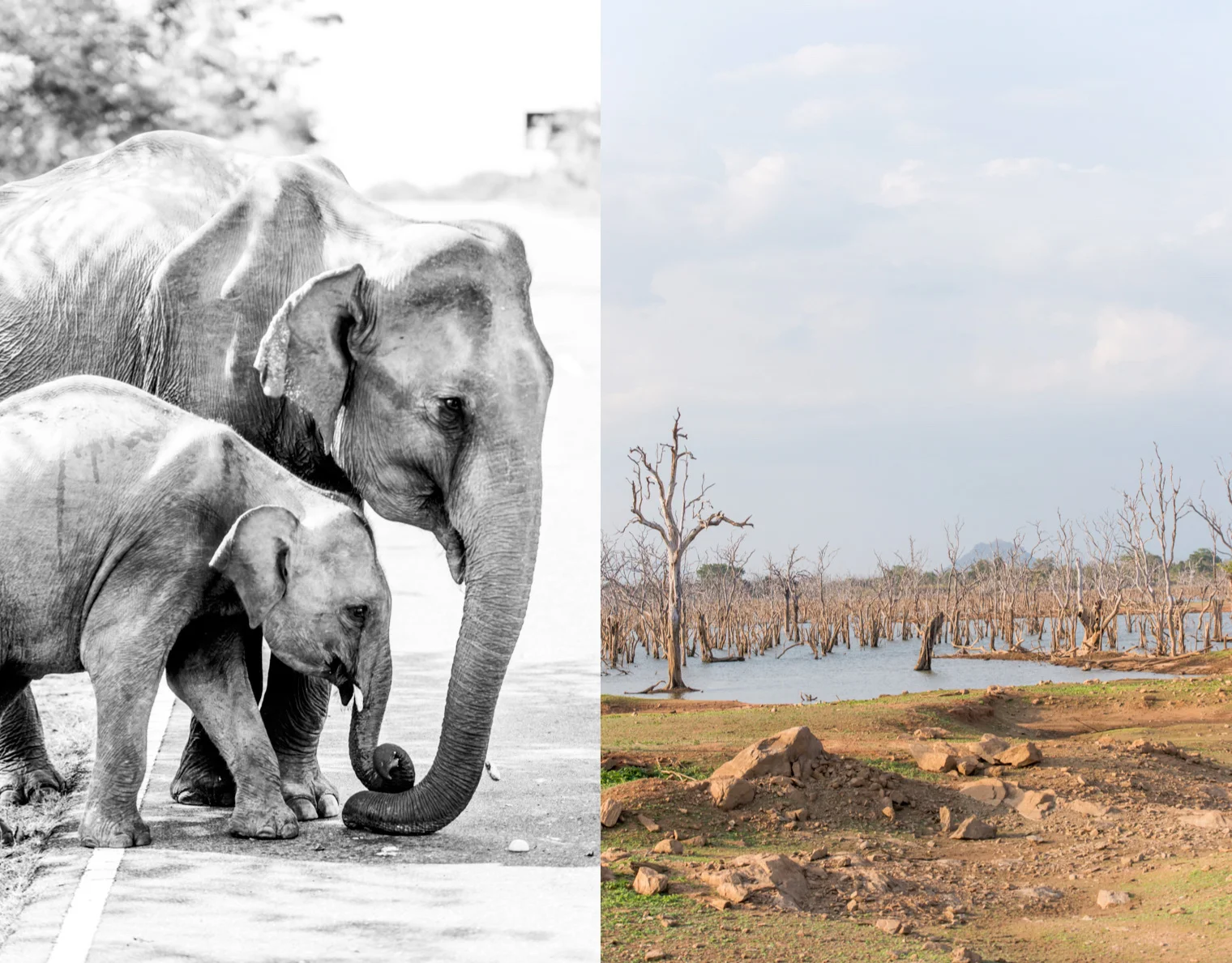 Sri Lanka_6.jpg