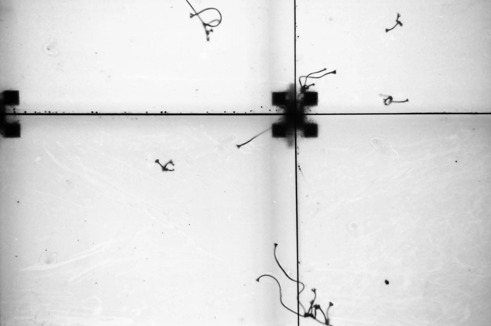 GARN, GELATIN SILVER PRINT, 2010