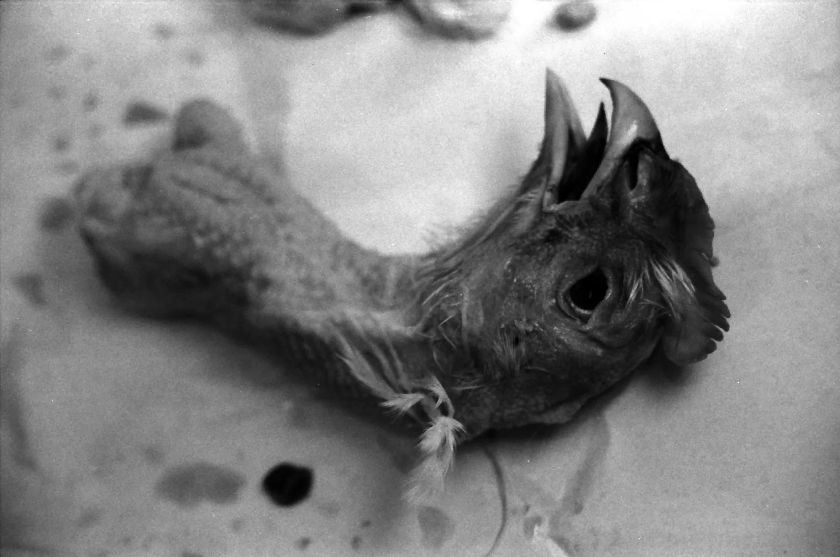 MIKE, GELATIN SILVER PRINT ON ILFORD PAPER, 2006