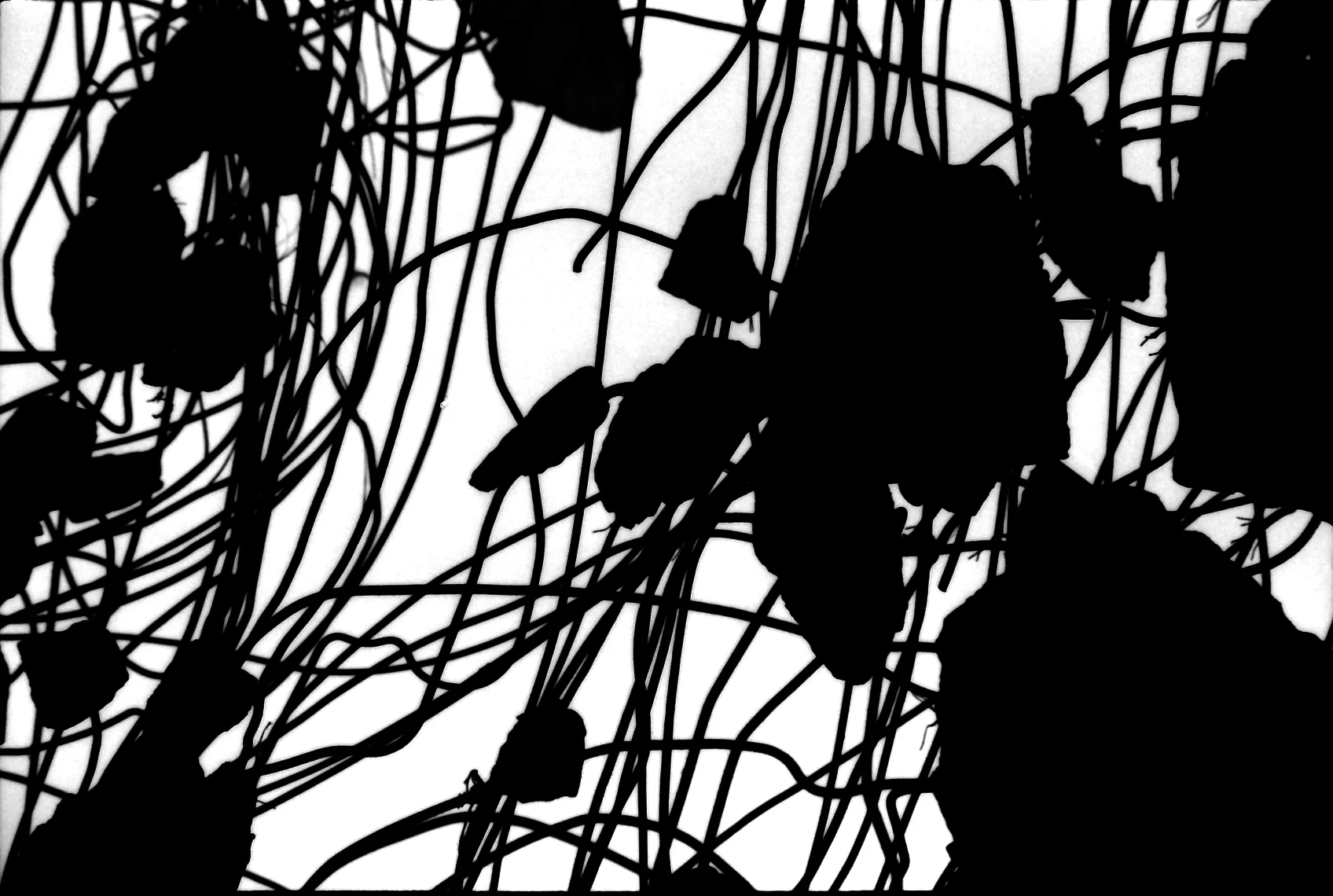 KONKRET, SILVER GELATIN PRINT ON KODAK PAPER, 2008