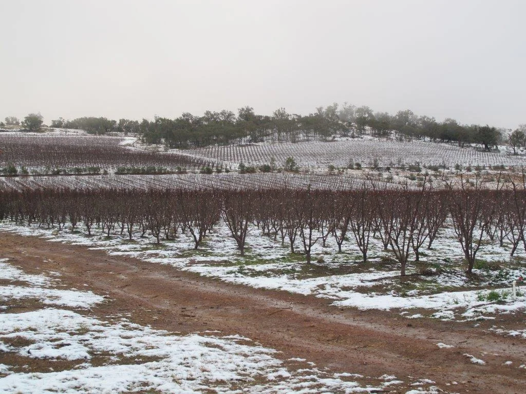 "Pikes Creek" top orchard close up