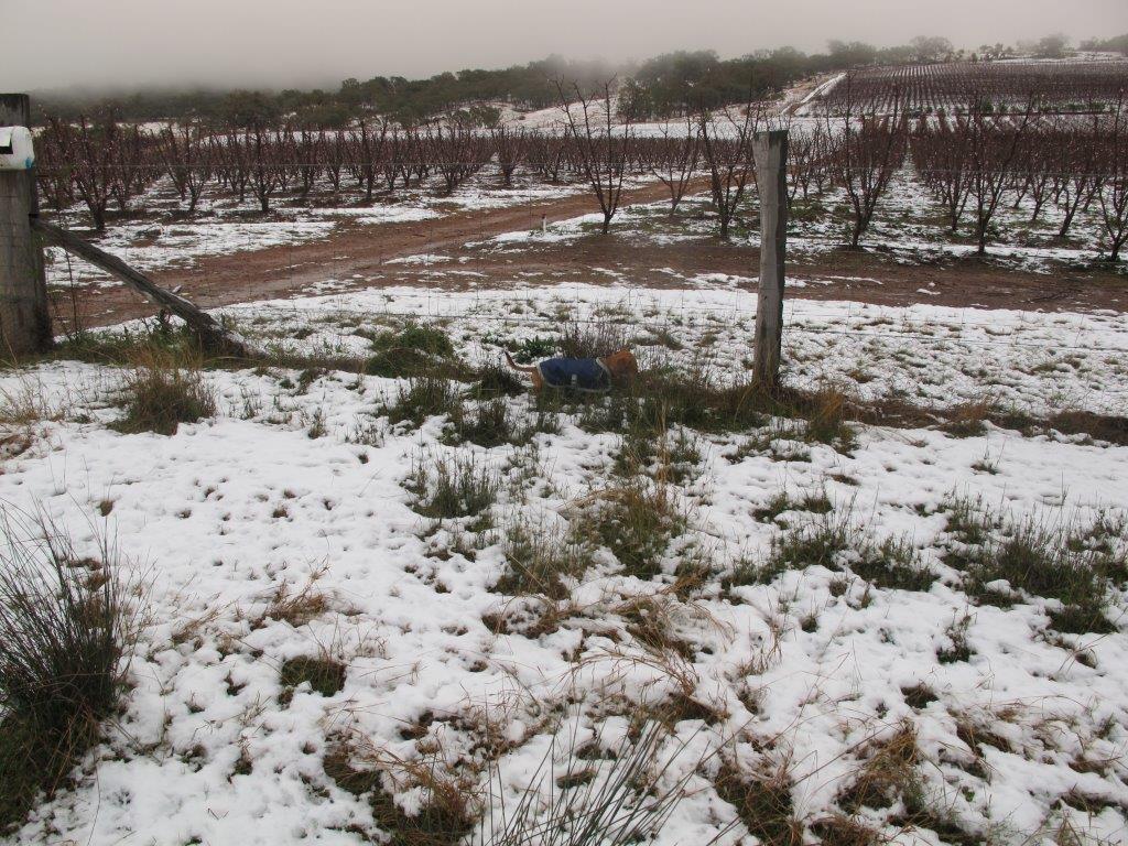 "Pikes Creek" top orchard
