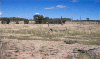Open Paddock, no regrowth What they said: poor biodiversity value, poor production value; " was a very productive paddock, but lost condition in the last 10 years " What we know: 40 sp./500m2 (36 native sp.) zero tree recruitment, no shrubs, 16% grass cover, few logs and low litter; surface erosion evident - low biodiversity value; low production value.