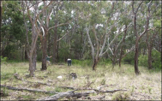 Medium tree density, no regrowth What they said: good biodiversity value, poor production value; " hard to keep the paddock with a high stocking rate, will probably fence for us as a corrido r" What we know: 61 sp./500m2 (54 native sp.) little tree recruitment, 1 shrub species, 55% grass cover, 12% log cover and 42% litter cover = moderate biodiversity value; moderate production value.
