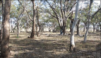 High tree density, no regrowth What they said: good biodiversity value, poor production value; " This is what the country was originally like " What we know: 42sp./500m2 (37 native sp.) little tree recruitment, some shrub species, 18% grass cover, 16% log cover and 53% litter cover = moderate biodiversity value; low production value.