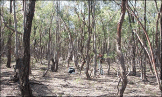 Very high tree density (pole stage) old regrowth What they said: good biodiversity value, poor production value; " want to thin to increase grass cover, but is mapped as remnant " What we know: 42 sp./500m2, (37 native sp.) v high overstory cover, no tree recruitment, no shrub species, no grass cover, 18% log cover and 81% litter cover = low-moderate biodiversity value; low production value.