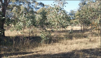 Low tree Density, regrowth What they said: average biodiversity value, poor production value; " no management problem with this patch as the regrowth (or regeneration) provides turn-over for soils " What we know: 32 sp./500m2, (29 native sp.), reasonable tree recruitment, some shrub species, 60% grass cover, some logs and 20% litter cover = moderate biodiversity value; moderate production value.