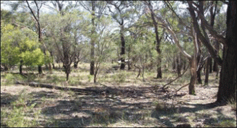 High tree density, no regrowth What they said: good biodiversity value, poor production value; " hard to muster, yet sheep death prevented for off-shears " What we know: sp./500m2 (50 native sp.) reasonable tree recruitment, reasonable shrub cover, <10% grass cover, 10% log cover and 43% litter cover = high biodiversity value; low production value.