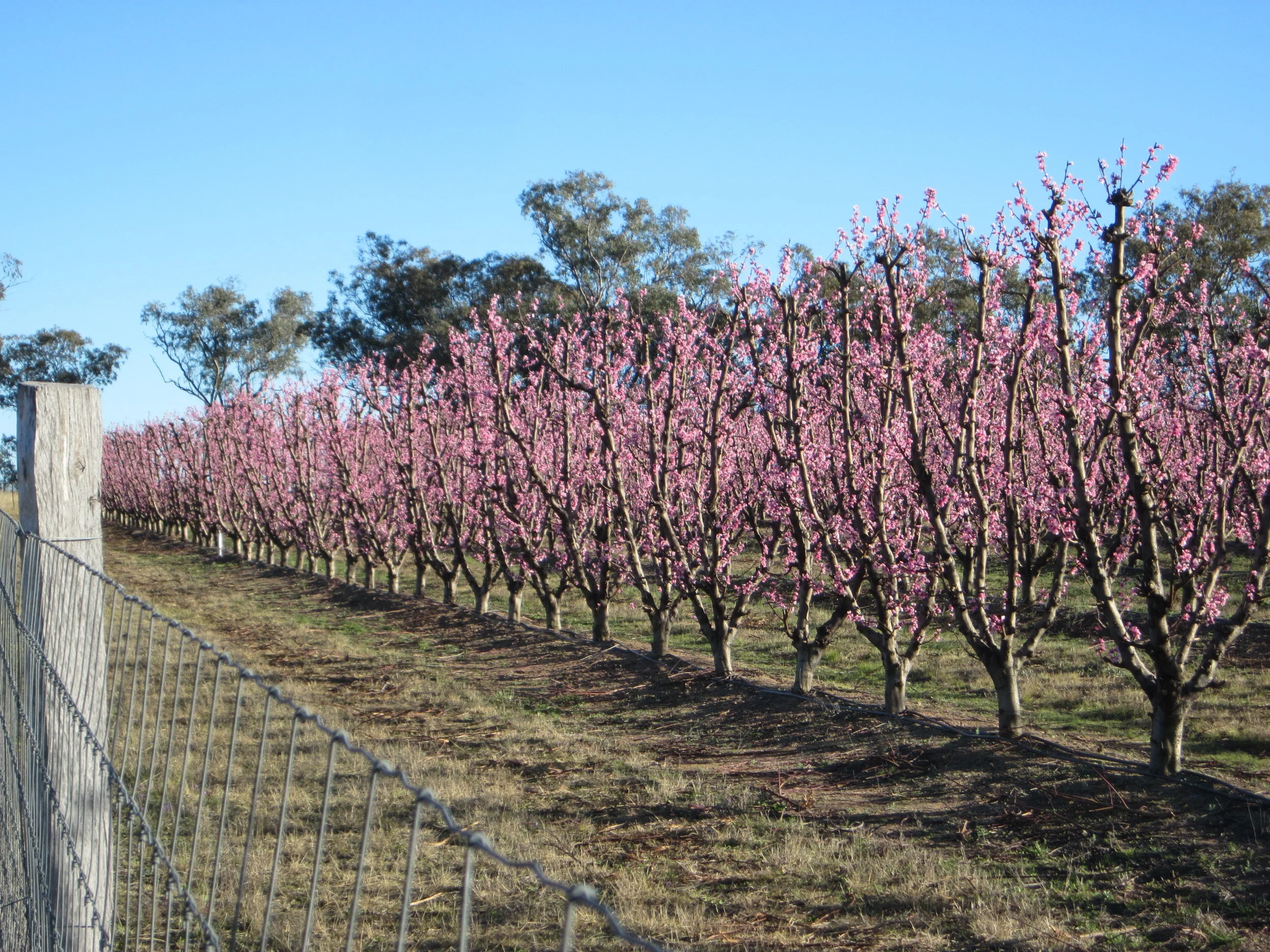 RH 2013 August Honey Fire blossom (1).JPG