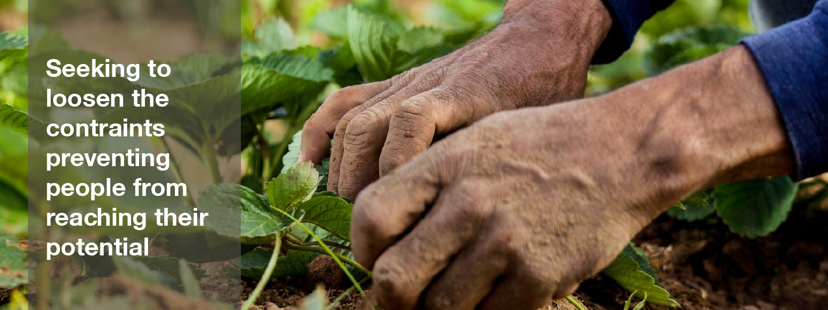 A man works in his strawberry field in Paraguay.