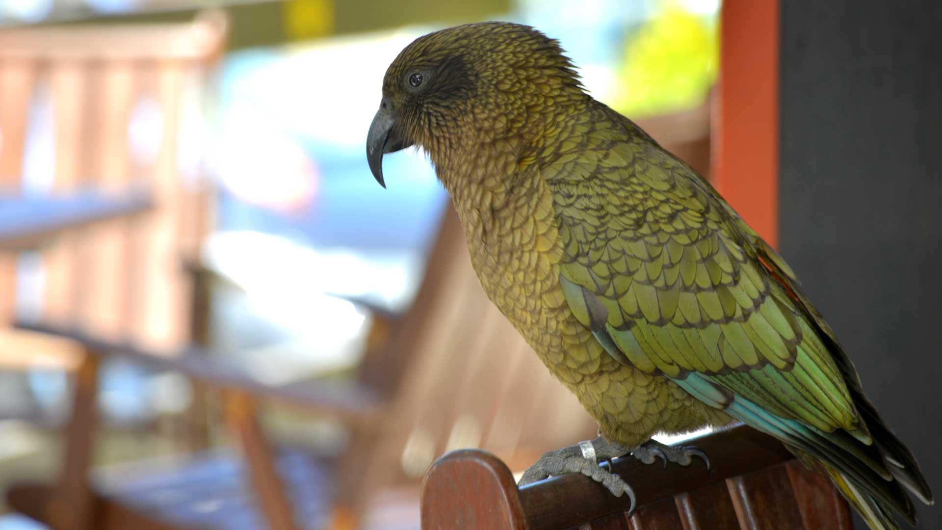 If you sit on our outside terrace you are likely to meet a Kea…