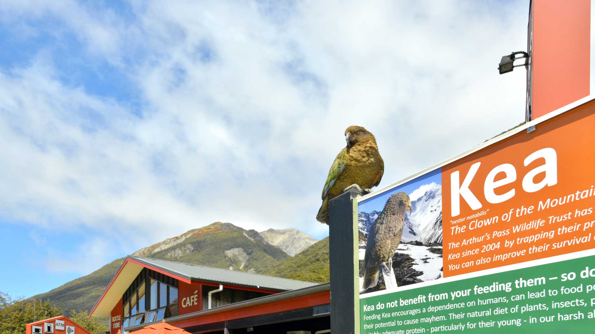 The Kea are our cheeky, indigenous mountain parrots