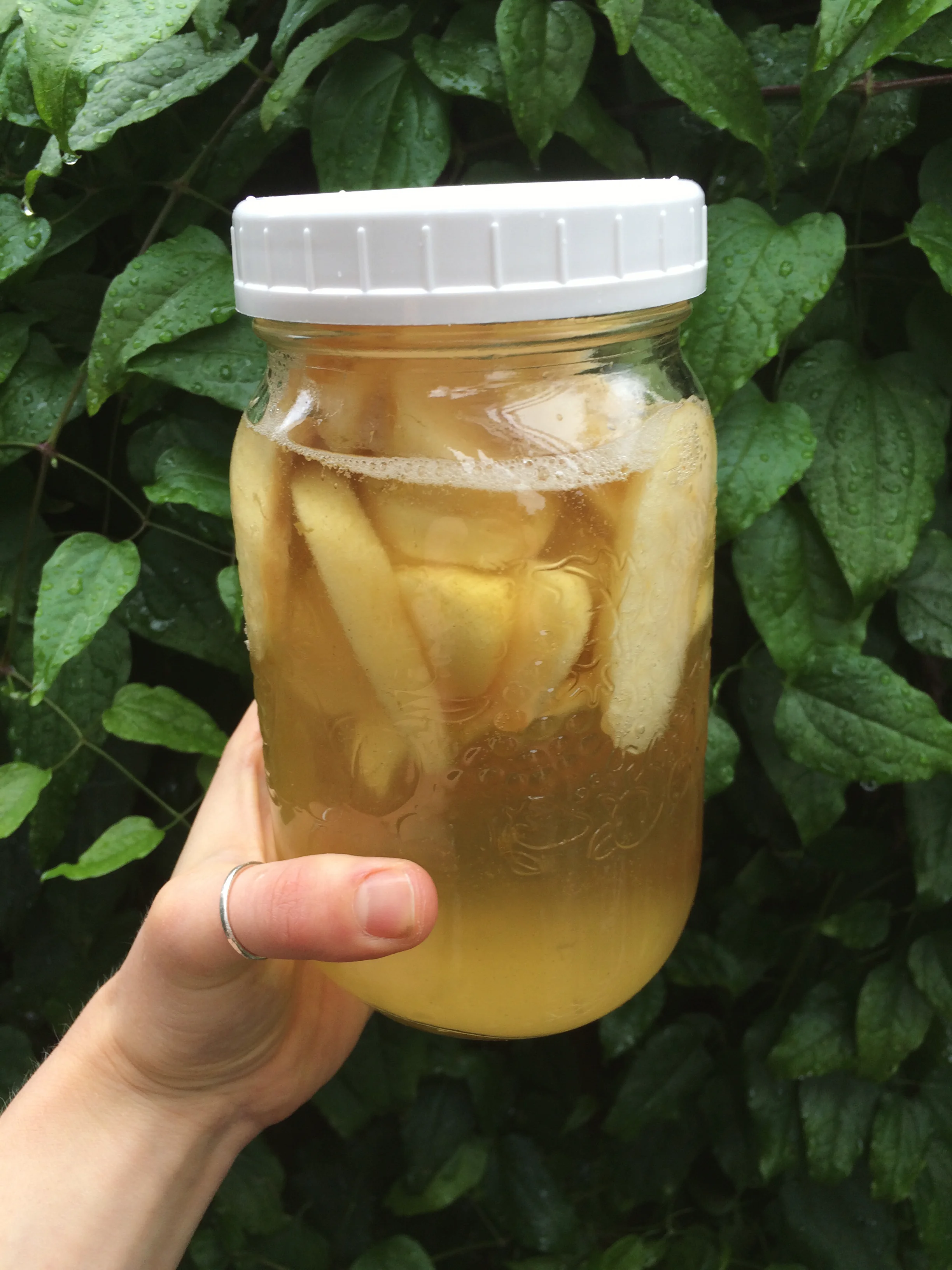 Apple Kombucha