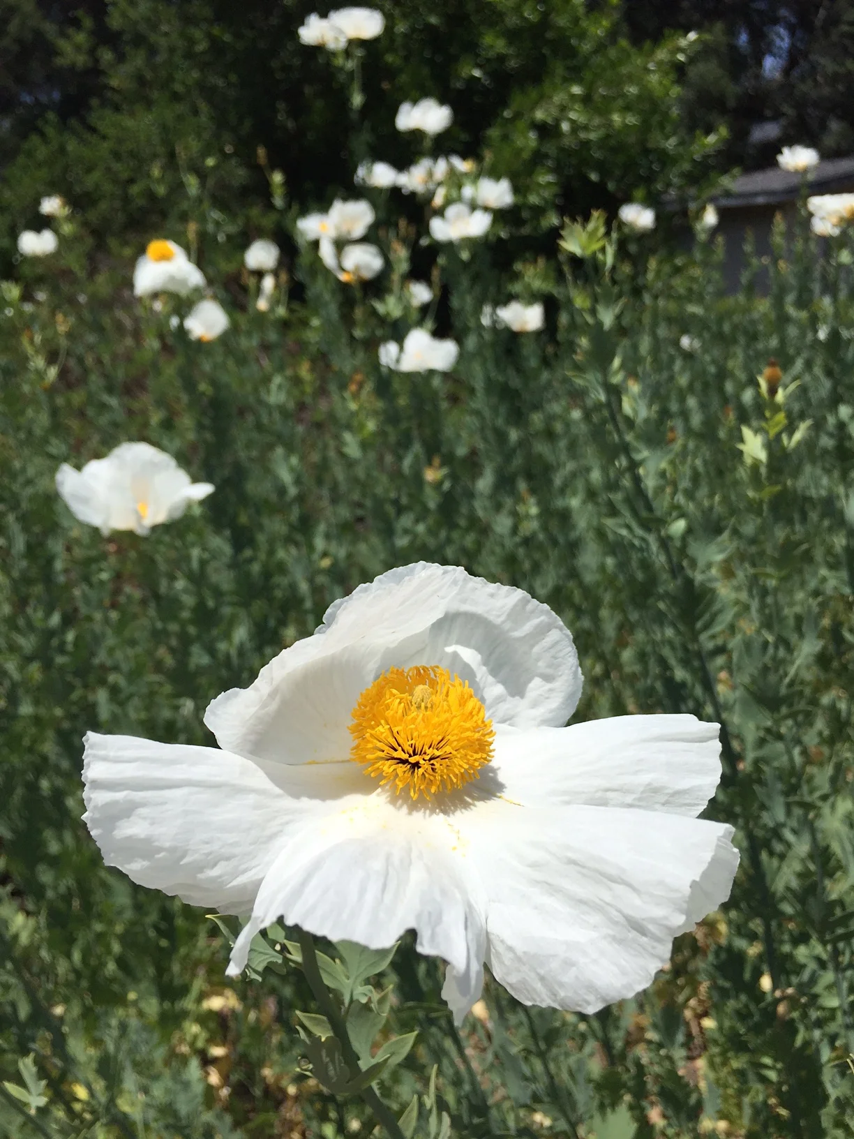 Ojai Dirt Candy matilija poppy