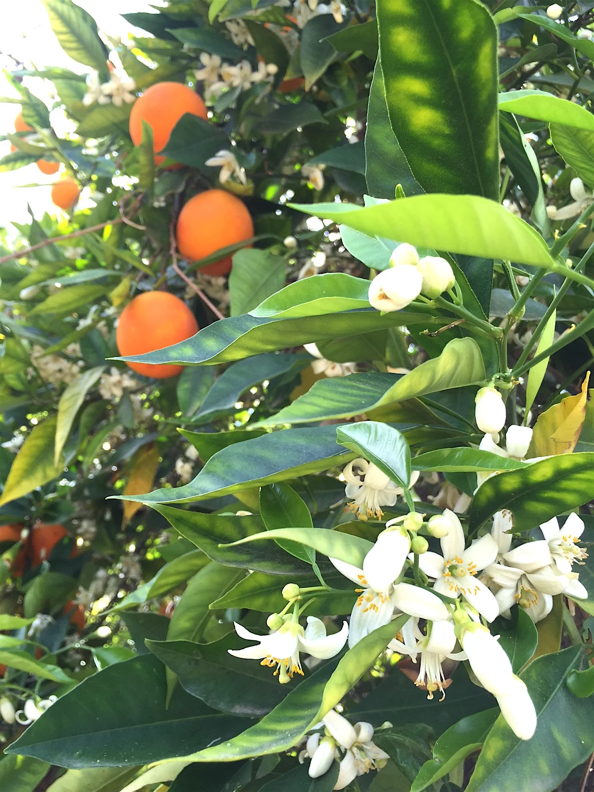 Ojai Dirt Candy pixie blossoms