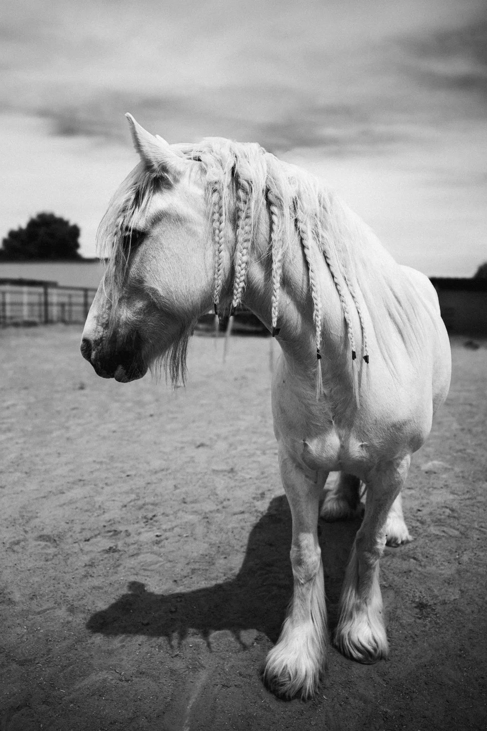 PARTY PONY SESSION - 2 HOUR