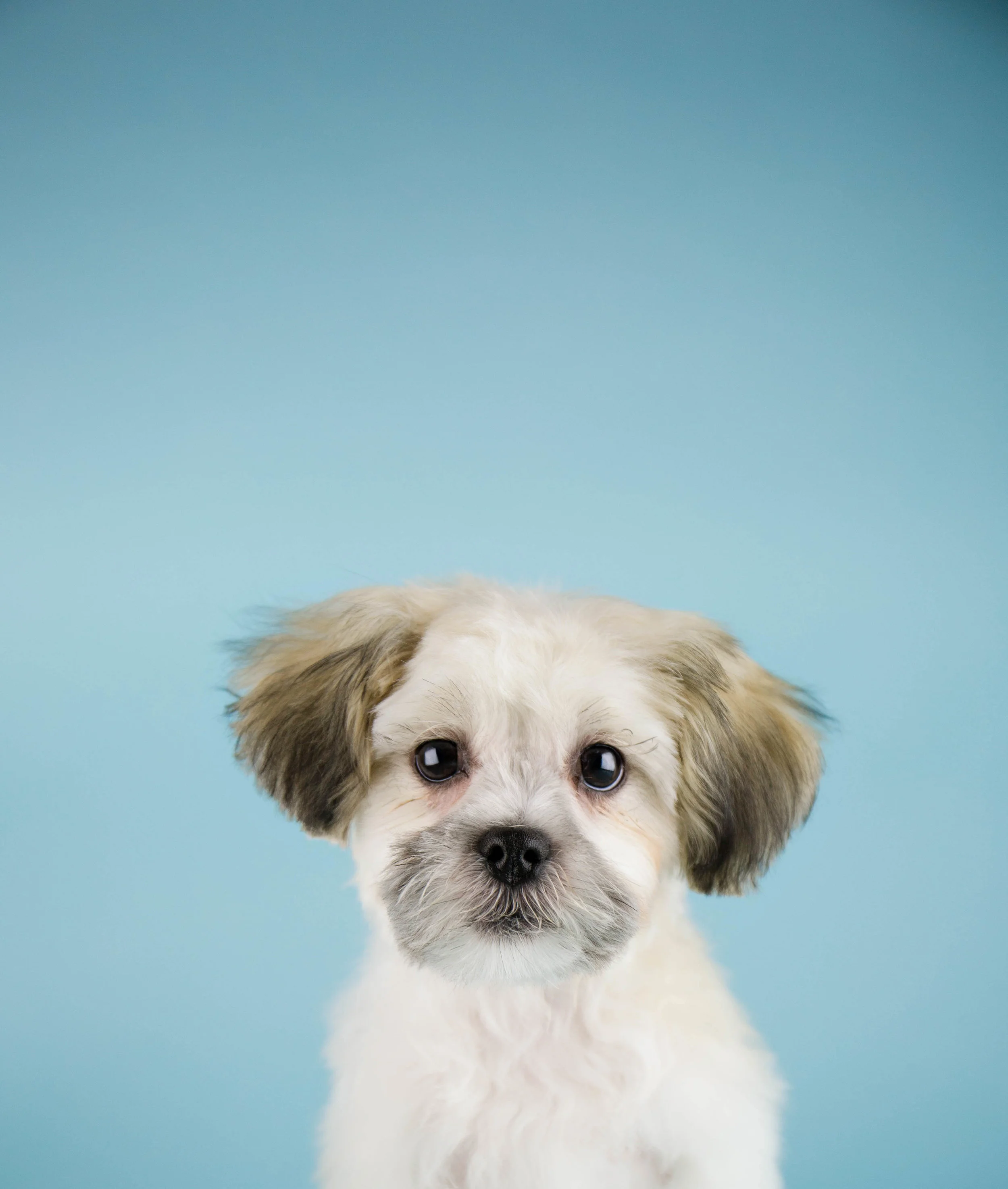 a bark above mobile pet grooming