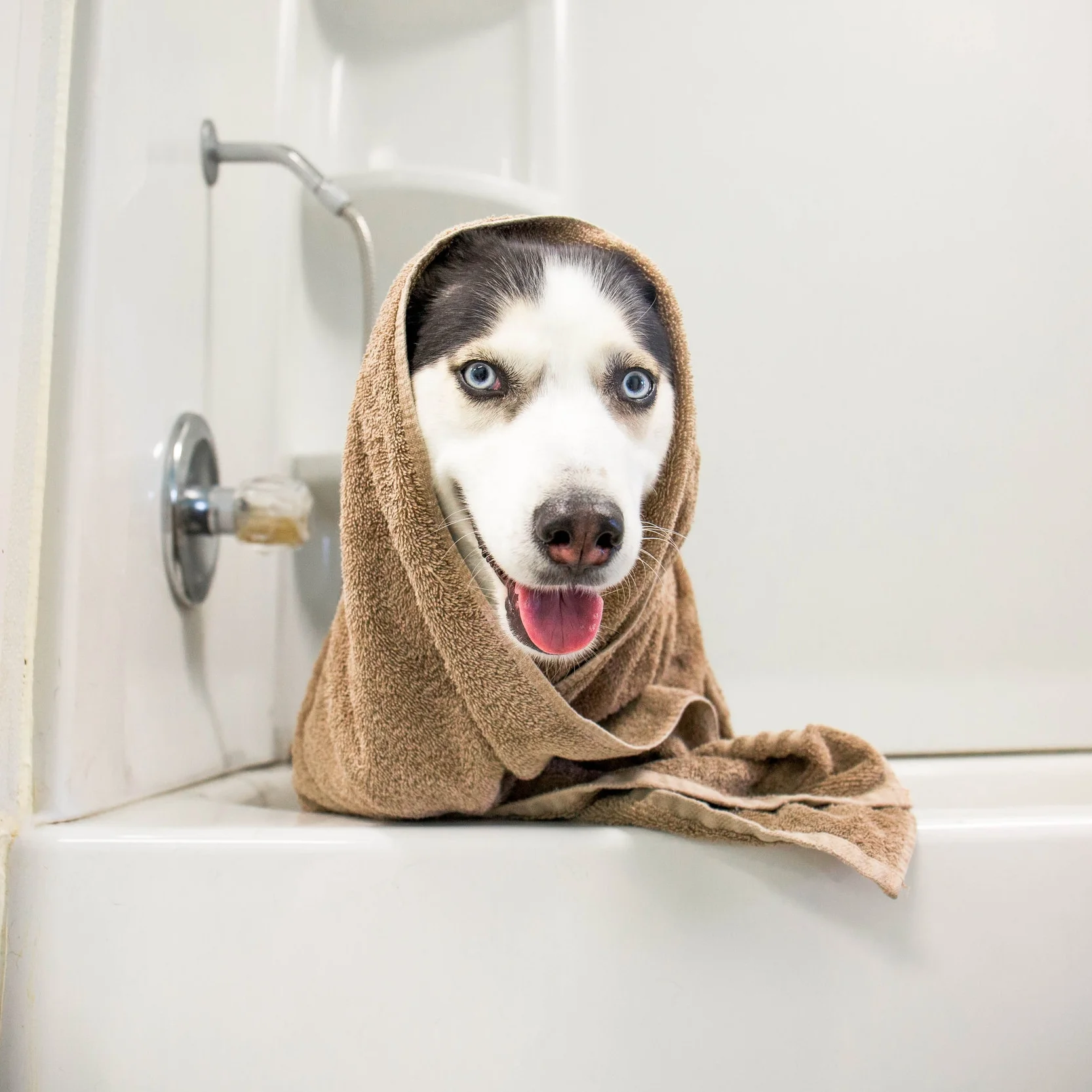 a bark above mobile pet grooming