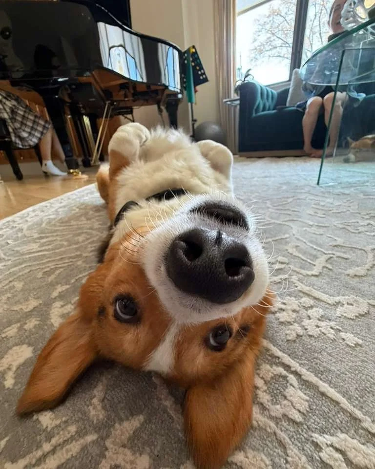 Some honorary sopranos were hard at work at sectional today 🥔 &hearts;️ 🎶 

Monitoring posture, coaching our deep breaths, and insisting on the pingy-est, most Howellable resonance 

Have you practiced your music yet today? 😅 

#18thstsingers #DCc