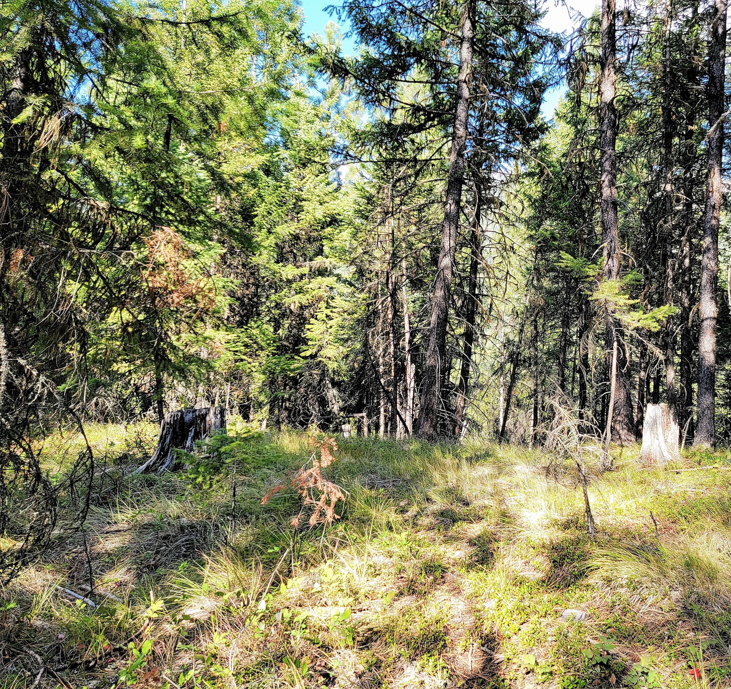 2021-09-04 Baldy Heights Potential Buildspot with Views of Baldy #1.jpg