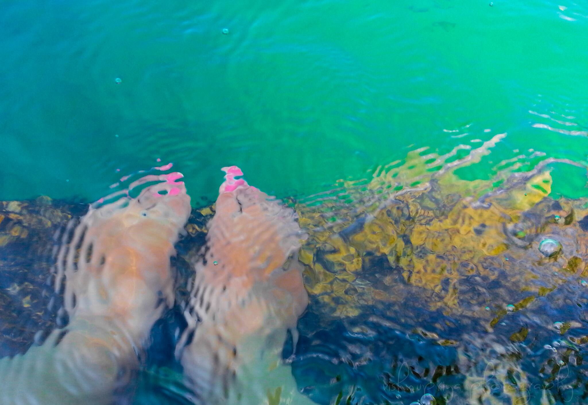 Dips, Lake Bled 2014