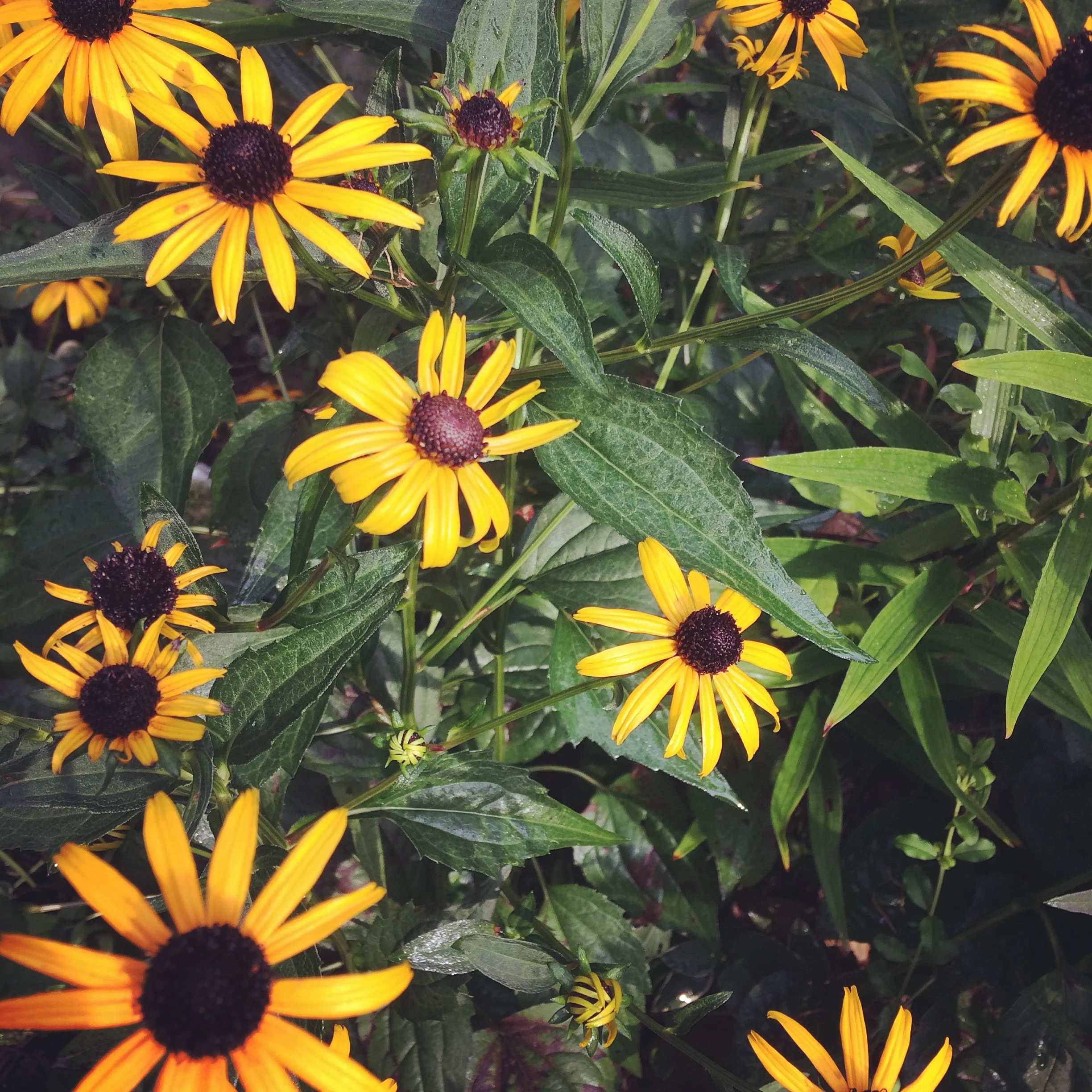 The world may be ending, but my flowers look great this summer!