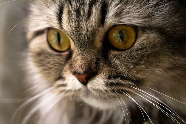 Focused Felines Part 1.JPG