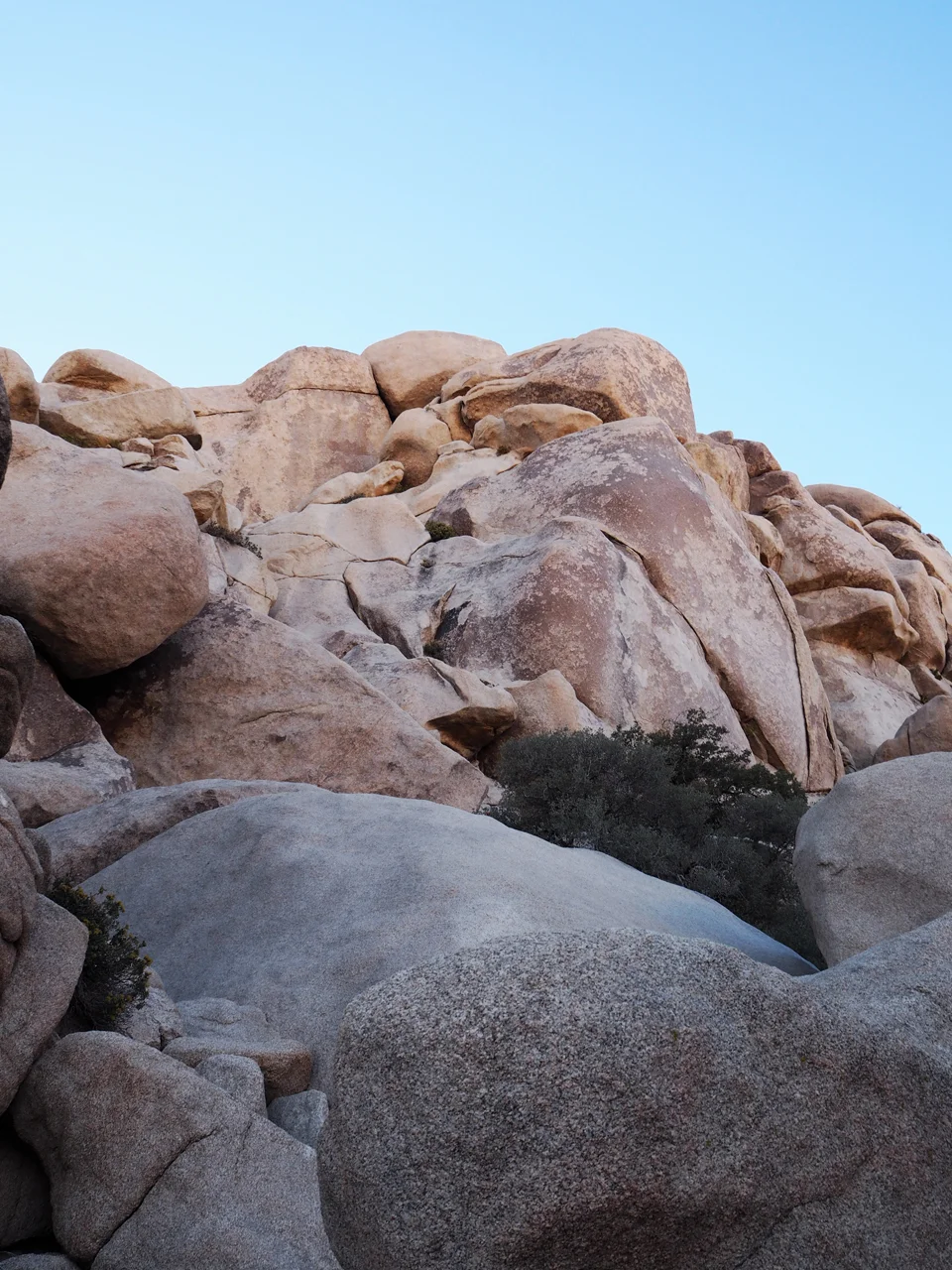joshuatree12.jpg