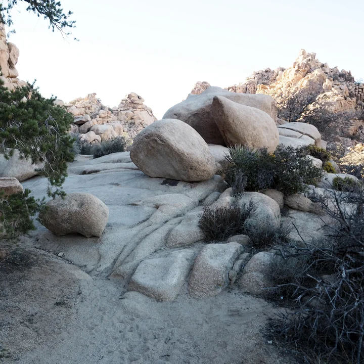 joshuatree_sq_1.jpg