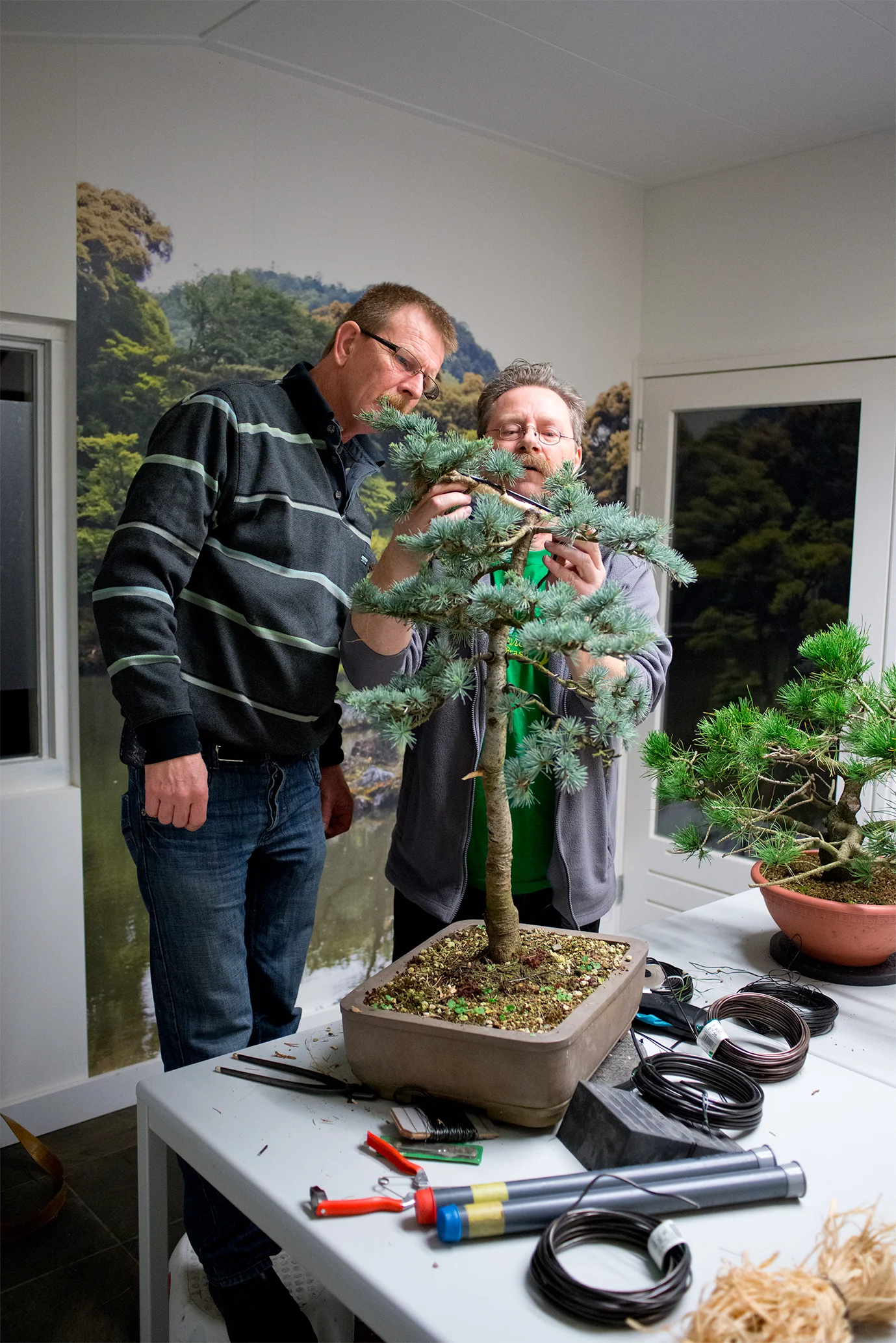 bonsai verenging 