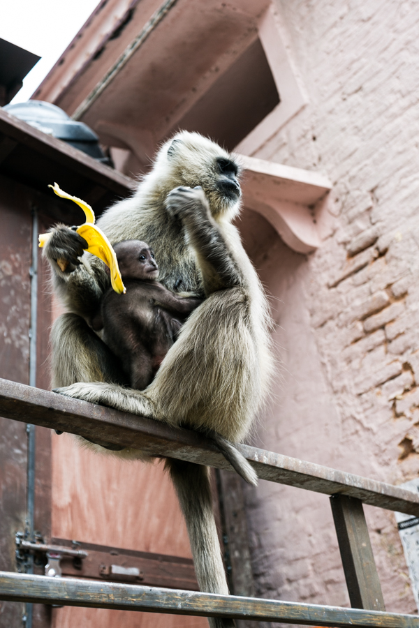 The southern plains gray langur (Semnopithecus dussumieri) is the most widely found species of langur in India. It natural habitat is typically rural and forested areas but some troops dwell in the cities.