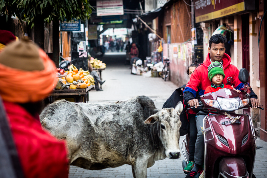 Cows, motorists, and pedestrians compete for space in the narrow streets.