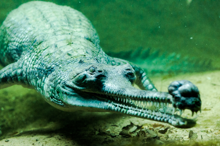 The gharial has a face only a mother (gharial) could love. It is one of the the longest living of all crocodiles. This individual, named Gharfield, was born in 1991. The species, native to the northern part of the Indian Subcontinent, are critically endangered.
