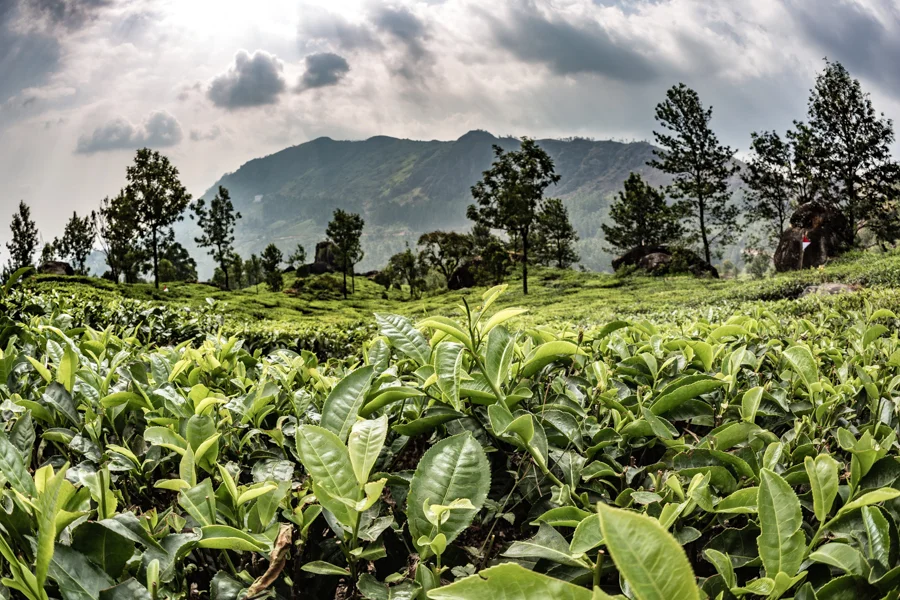 Tea Plants in Munnar. In 2005, the Munnar tea plantations became predominately owned by Kanan Devan Hills Plantations Company, a company in which nearly all of its employees are shareholders; a fact I learned at the Munnar Tea Museum, where you can watch a 30 minute film touting the mutually beneficial relationship between the peasant workers and the various corporate faces of the tea industrial complex, beginning with the 19th century British colonizers.