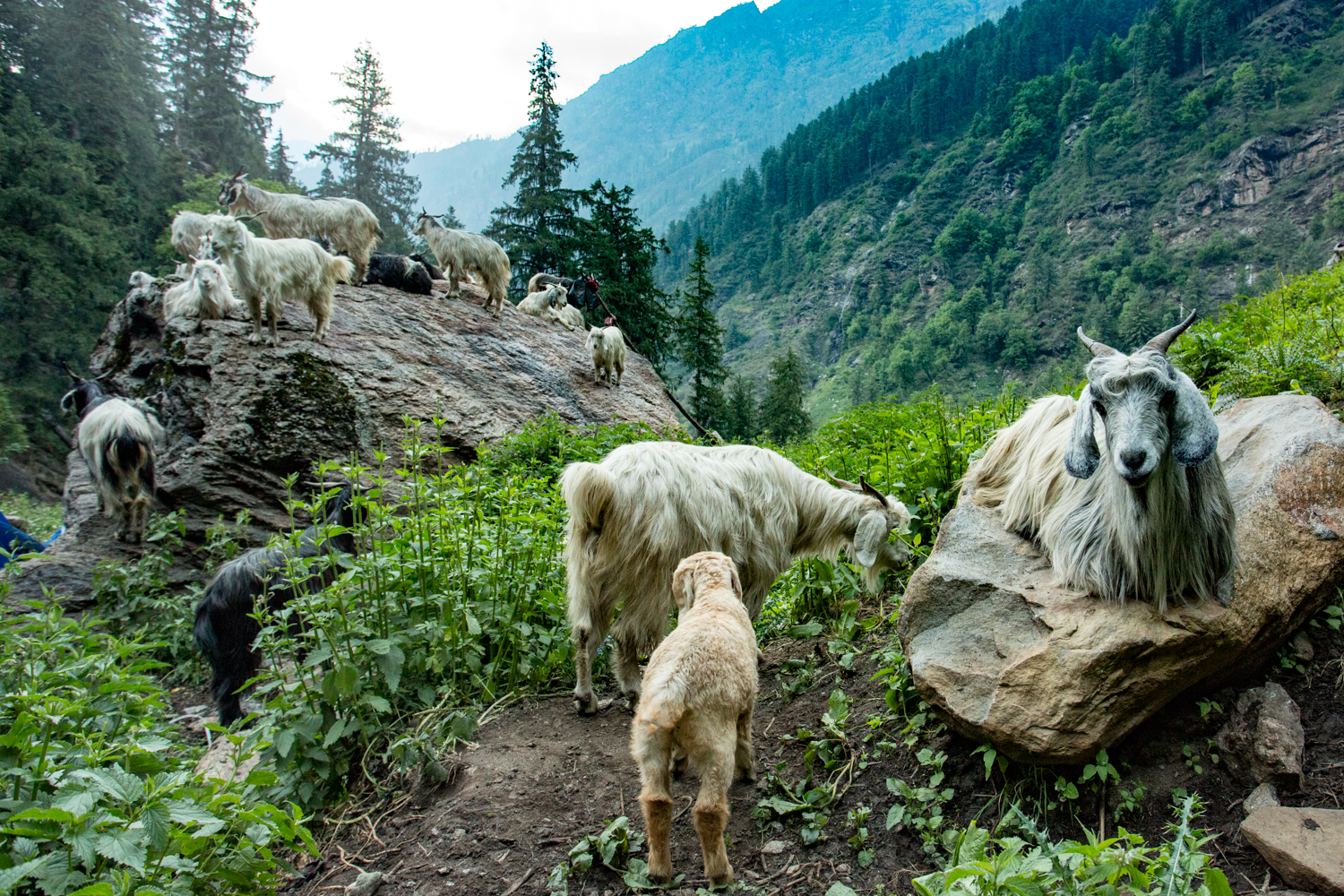  Mountain goats resting alongside the Kheerganga trail.&nbsp; 