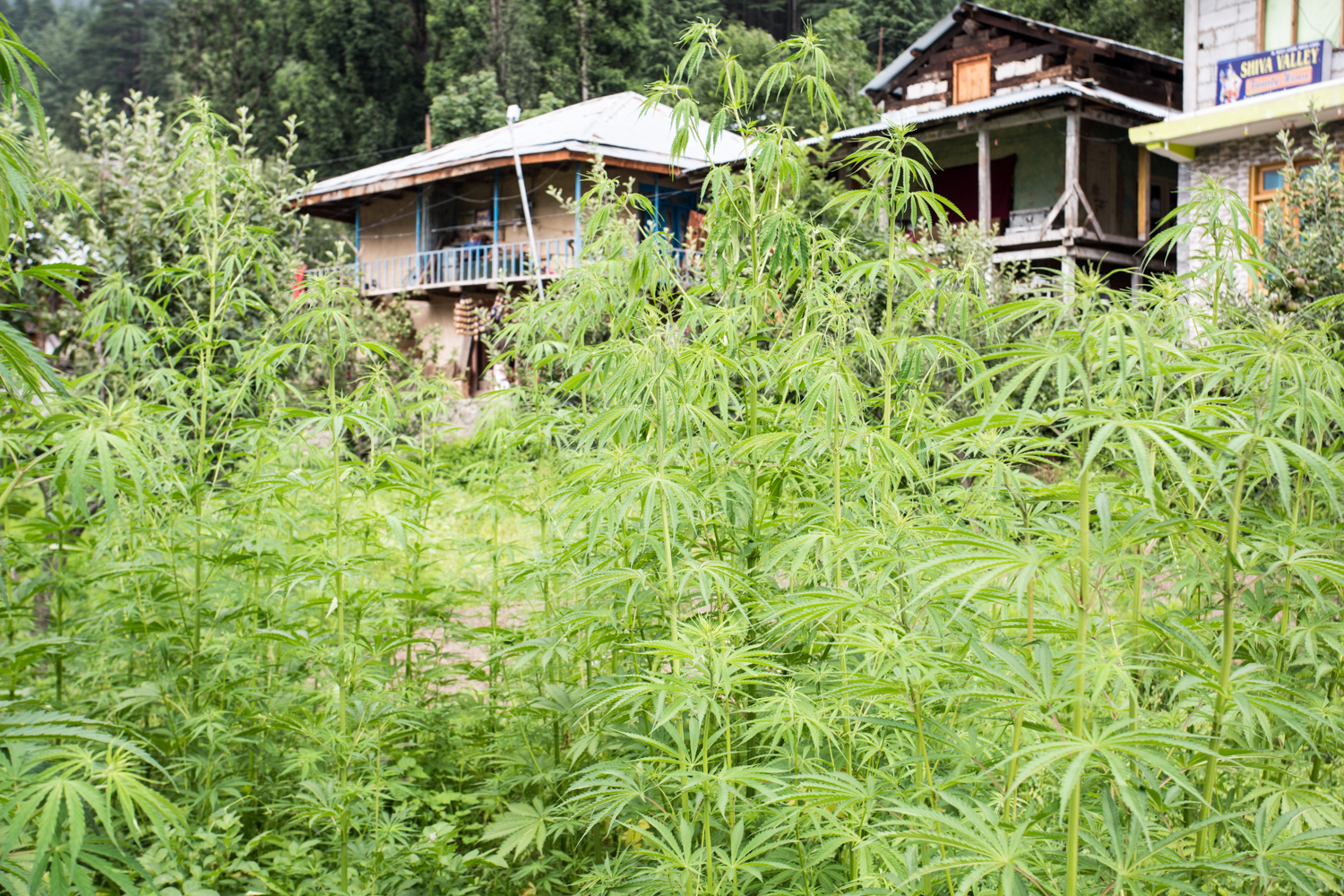  Marijuana plants growing adjacent guesthouses in Pulgar. Hashish, or "charas", as it &nbsp;known locally, is a major cash crop for farmers of the region.&nbsp; 