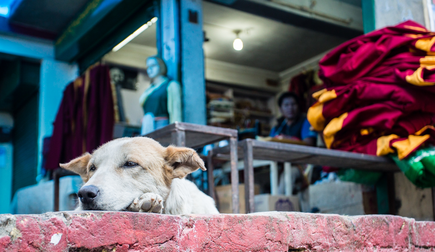 A dog loafing in front of a tailor shop across the street from the Tsuglagkhang complex, a pile of robes stacked in front of the store. Buddhist monks traditionally adorn crimson and gold robes said to represent the colors of autumn leaves, as a reminder that all things are impermanent. 