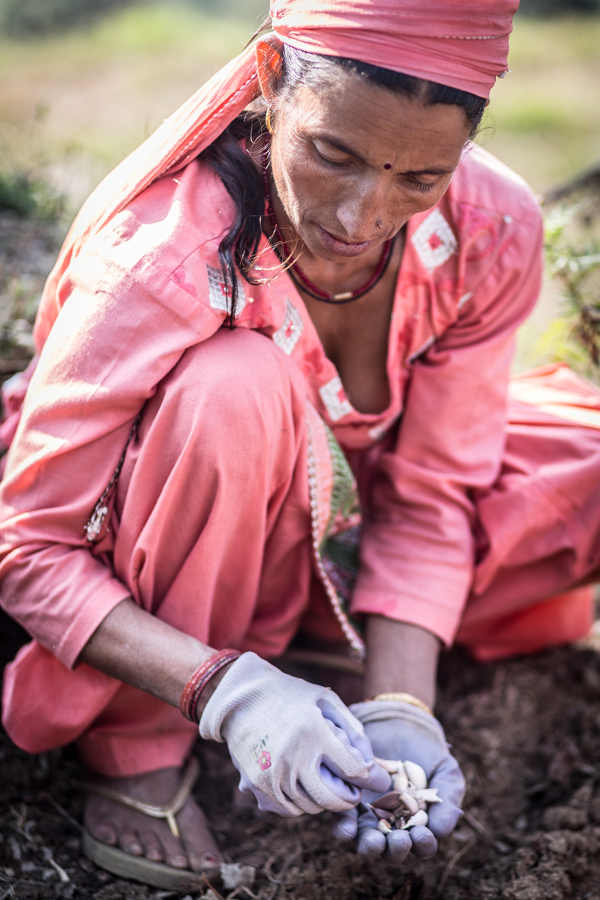Pushkpa Thakur, groundskeeper at the Dharmalaya Institute, demonstrating how to plant garlic. 