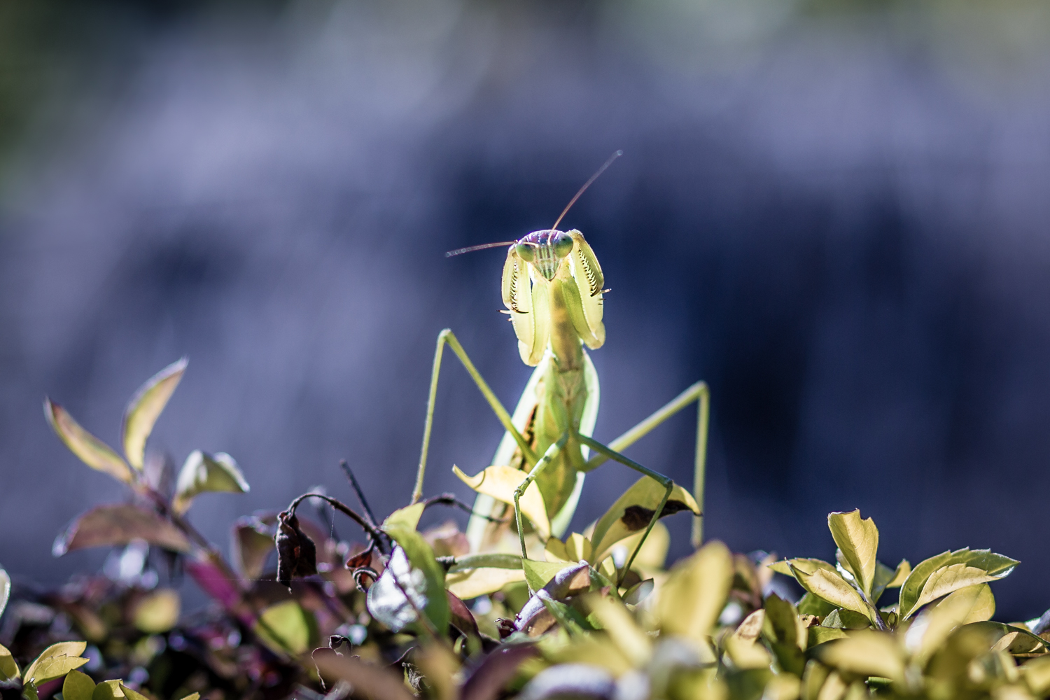 Preying mantes are found in the tropical and subtropical climates of the Manaslu Conservation area.