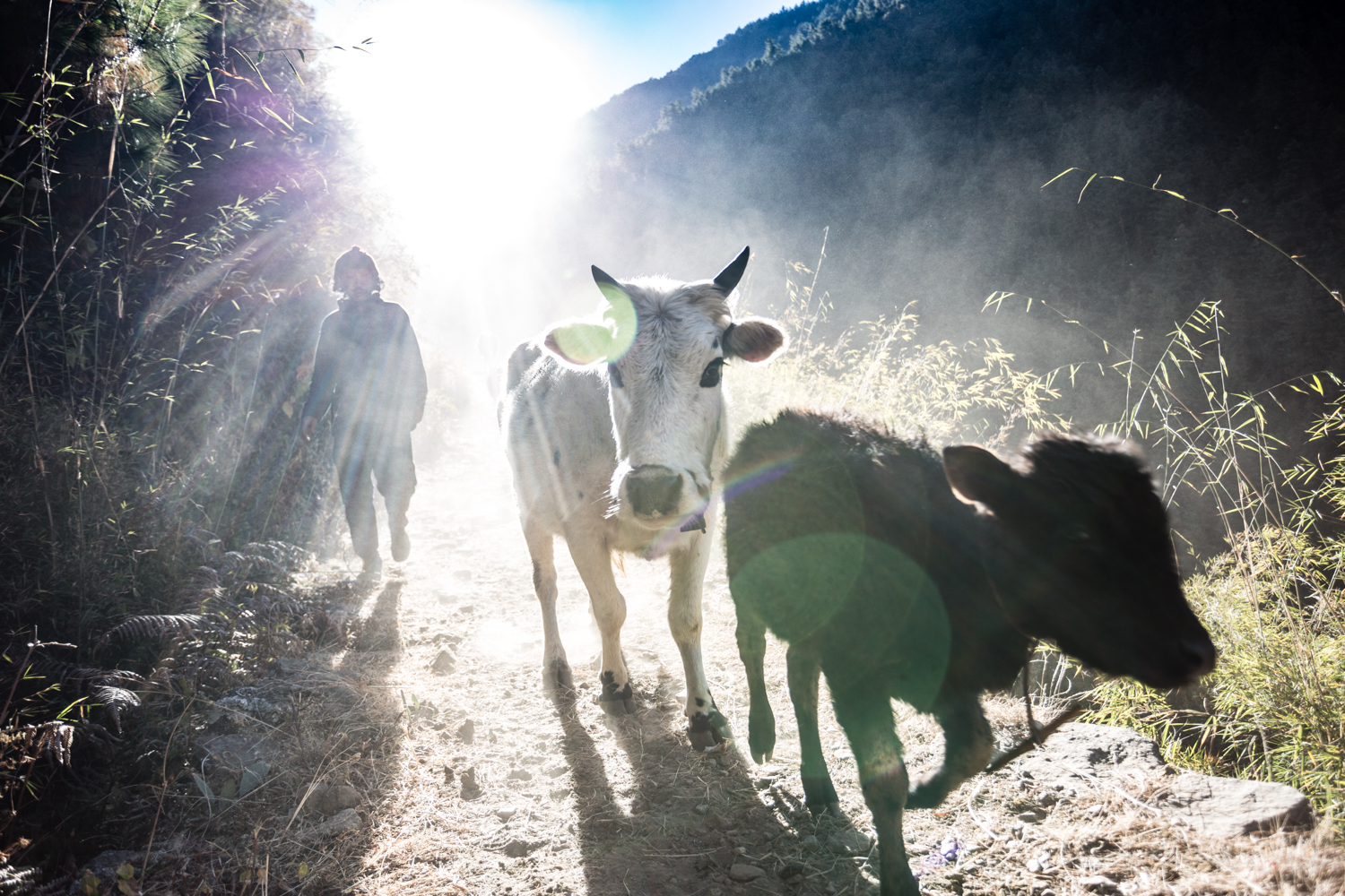 The narrow mountain paths must be shared with locals going about their business of transporting goods and herding livestock.