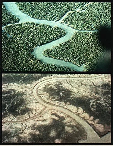 Before and after agent orange. 
