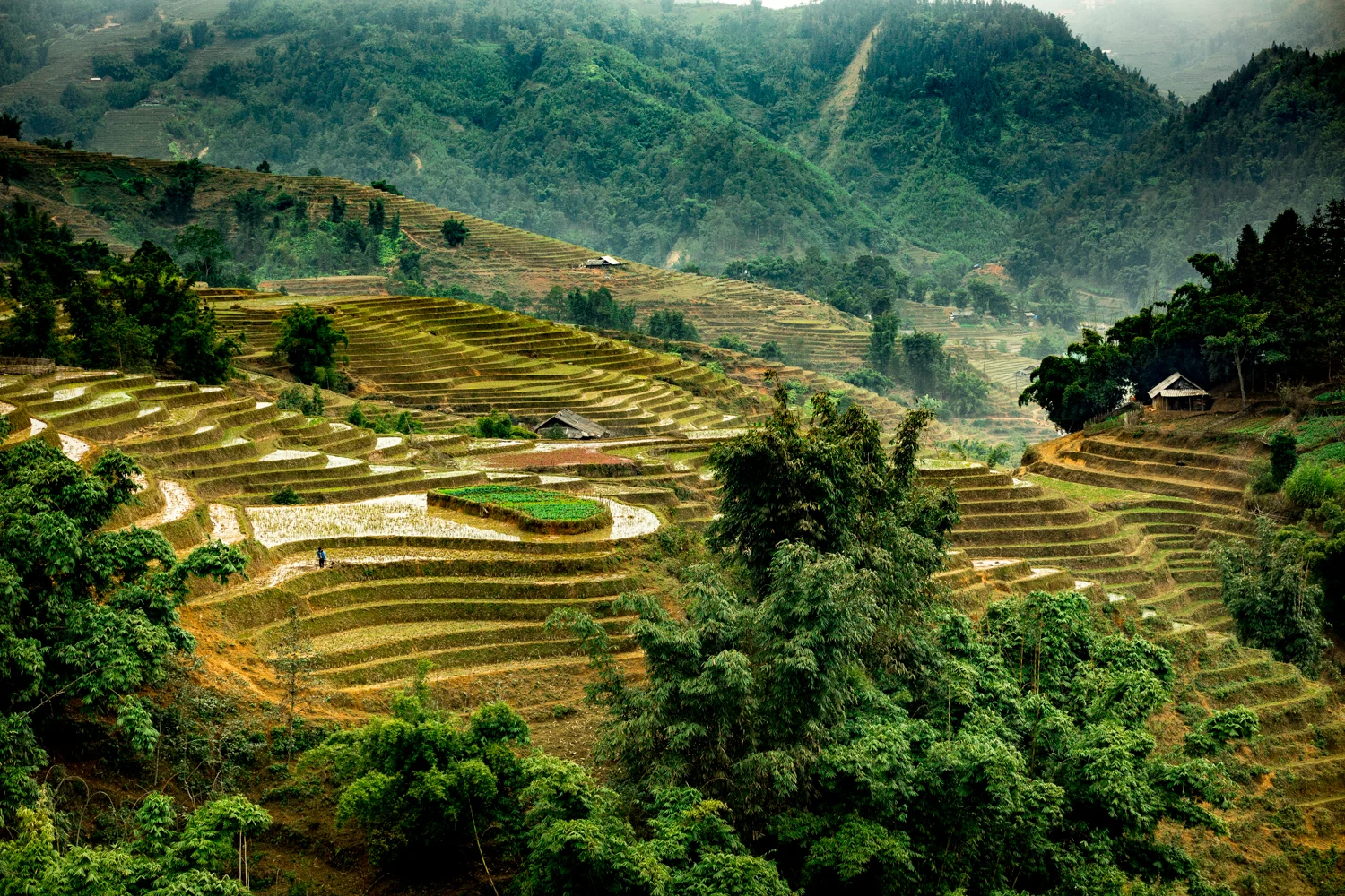 Rice patties near Sapa. 