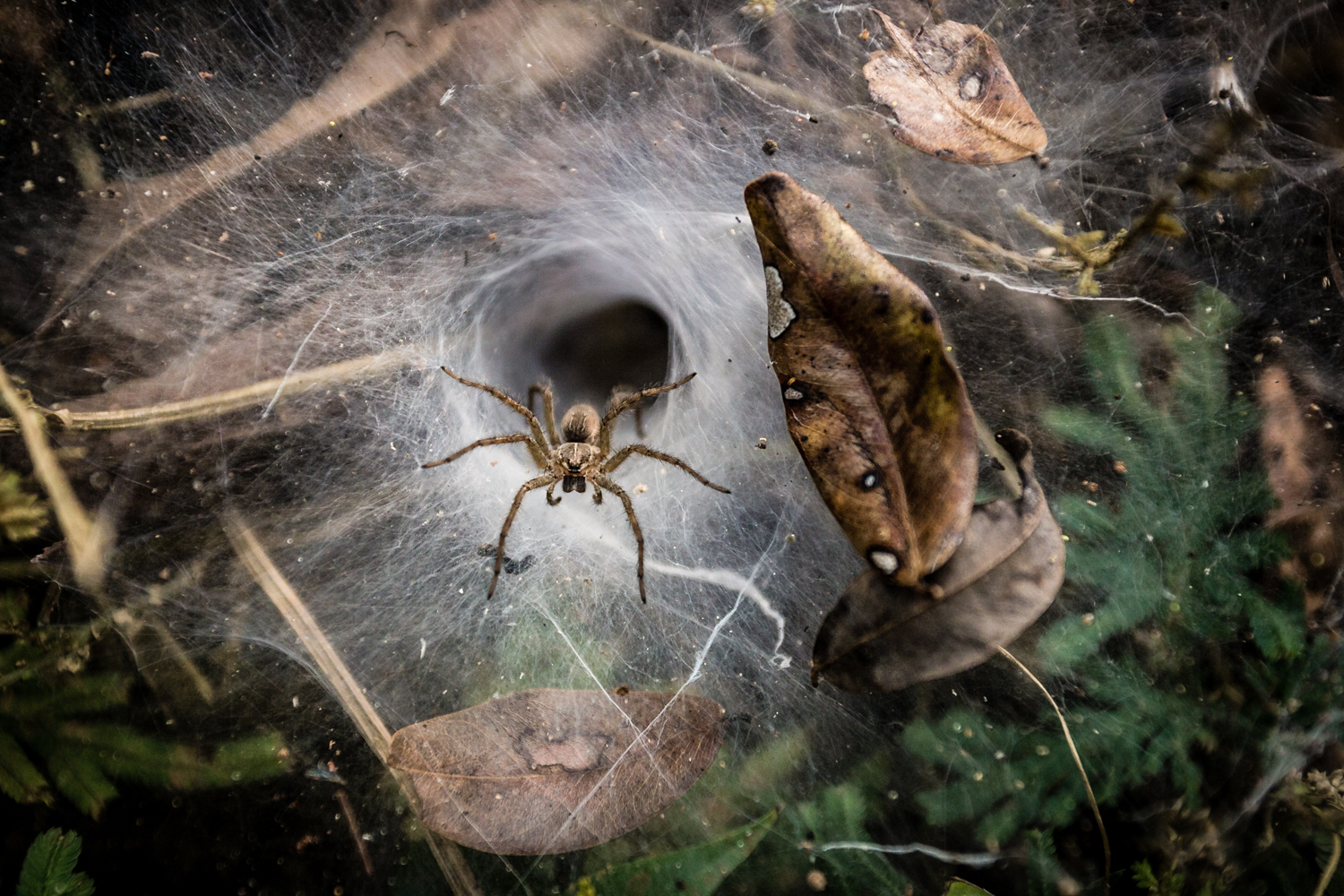 These funnel-web spiders are common throughout Laos. 